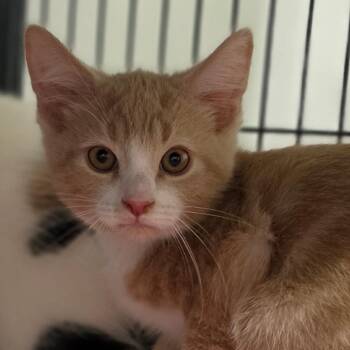 Pretzel -  Domestic Short Hair Cat for Adoption in Muncie, Indiana - Pretzel | PetCurious