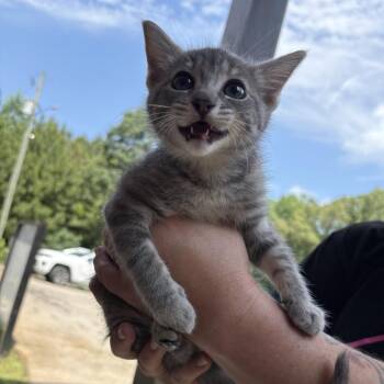 Selina 2155/Tippy -  Domestic Short Hair Cat for Adoption in Hamilton, Georgia - Selina 2155/Tippy | PetCurious