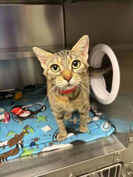 Bastet -  Domestic Short Hair Cat for Adoption in Liberty, Missouri - Bastet | PetCurious