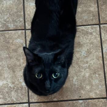 Domestic Short Hair Cats Available for Adoption - Luna | PetCurious