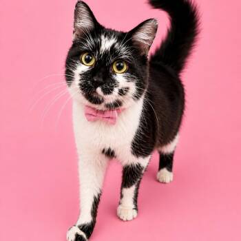 Hope -  Domestic Medium Hair and Domestic Short Hair Cat for Adoption in Binghamton, New York - Hope | PetCurious