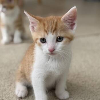 Baseball -  Domestic Short Hair Cat for Adoption in York, Pennsylvania - Baseball | PetCurious