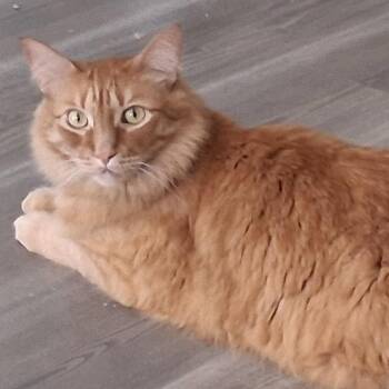 Murray -  Domestic Long Hair Cat for Adoption in Bothell, Washington - Murray | PetCurious
