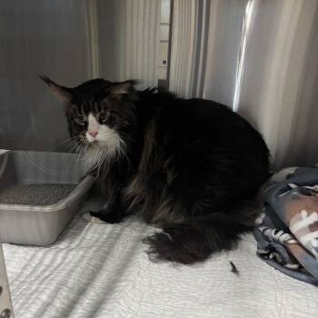 Max -  Maine Coon Cat for Adoption in Brookfield, Missouri - Max | PetCurious