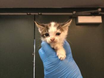 Domestic Short Hair Cats Available for Adoption in Thousand Palms, California - MOONCAKE | PetCurious