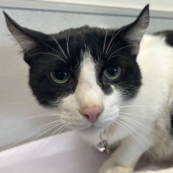 Maximus -  Domestic Short Hair Cat for Adoption in Tampa, Florida - Maximus | PetCurious
