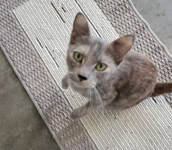 Rescue Domestic Short Hair and Calico Cats for Adoption in Bartlesville, Oklahoma - Tiffany | PetCurious