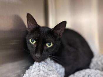 Arnold -  Domestic Short Hair Cat for Adoption in Disputanta, Virginia - Arnold | PetCurious