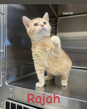 Rescue Domestic Short Hair Cats for Adoption in Burlington, Iowa - Rajah | PetCurious