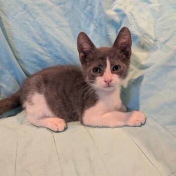 OPAL -  Domestic Short Hair Cat for Adoption in Auburn, California - OPAL | PetCurious