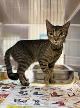 Karen -  Tabby Cat for Adoption in Nacogdoches, Texas - Karen | PetCurious