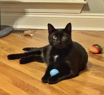 Domestic Short Hair Cats Available for Adoption - Luna | PetCurious