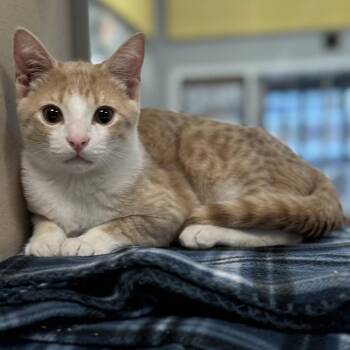 Domestic Short Hair Cats Available for Adoption - Rye Bagel | PetCurious