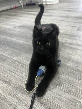 Domestic Short Hair Cats Available for Adoption - WAGNER | PetCurious