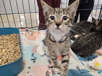 Mini Me -  Domestic Short Hair Cat for Adoption in Bossier City, Louisiana - Mini Me | PetCurious