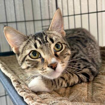 MATTIE -  Domestic Short Hair Cat for Adoption in Kyle, Texas - MATTIE | PetCurious