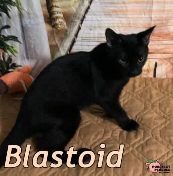 Blastoid -  Domestic Short Hair Cat for Adoption in Douglasville, Georgia - Blastoid | PetCurious
