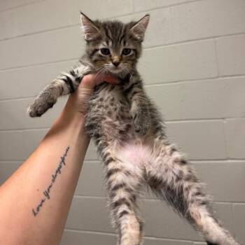 Missoula -  Domestic Short Hair Cat for Adoption in Bristol, Indiana - Missoula | PetCurious