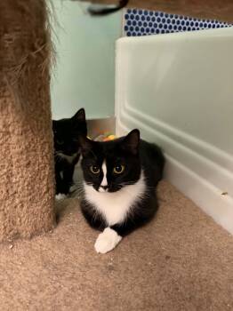 Desi -  Tuxedo and Domestic Short Hair Cat for Adoption in Cincinnati, Ohio - Desi | PetCurious
