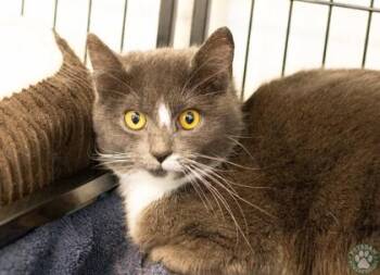 Domestic Short Hair Cats Available for Adoption in Potsdam, New York - Noelle  | PetCurious