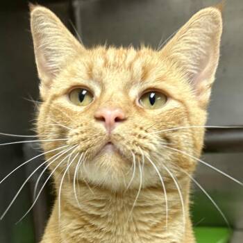 Flint -  Domestic Short Hair Cat for Adoption in Charles City, Iowa - Flint | PetCurious