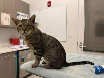 Grave Bell -  Domestic Short Hair Cat for Adoption in Kansas City, Missouri - Grave Bell | PetCurious