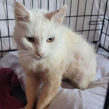 Glacier -  Domestic Short Hair Cat for Adoption in Coos Bay, Oregon - Glacier | PetCurious