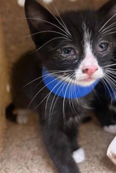 MICKEY TWO -  Domestic Short Hair Cat for Adoption in Riverside, California - MICKEY TWO | PetCurious
