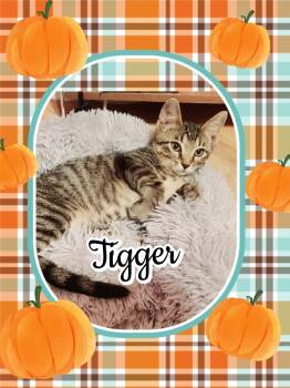 Rescue Tabby and Domestic Short Hair Cats for Adoption in Dallas, Texas - Tigger B | PetCurious