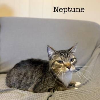 Domestic Medium Hair Cats Available for Adoption in Buffalo, Minnesota - Neptune *Meet Me At Eden Prairie Petsmart* | PetCurious