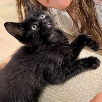 Magus the Dark -  Domestic Medium Hair Cat for Adoption in Fredericksburg, Virginia - Magus The Dark | PetCurious