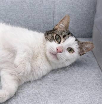American Shorthair Cats Available for Adoption - Evi | PetCurious