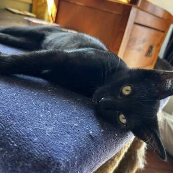 Wiggles (3 months) -  Domestic Short Hair Cat for Adoption in Los Angeles, California - Wiggles (3 Months) | PetCurious