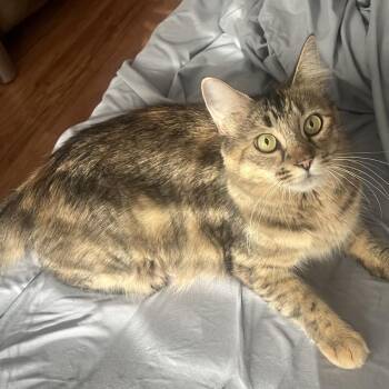 Rebecca -  Domestic Medium Hair Cat for Adoption in Los Angeles, California - Rebecca | PetCurious