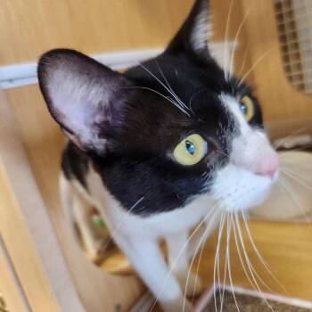 Domestic Short Hair Cats Available for Adoption - Oreo Cookie 0335 | PetCurious