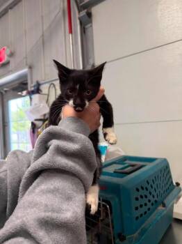 Hamm -  Domestic Short Hair Cat for Adoption in Greensburg, Indiana - Hamm | PetCurious