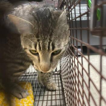 Delphine -  Domestic Short Hair Cat for Adoption in Des Moines, Iowa - Delphine | PetCurious