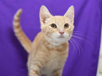 Kevin -  Domestic Short Hair Cat for Adoption in Portland, Oregon - Kevin | PetCurious