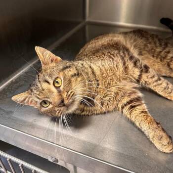 Yugi -  Domestic Short Hair Cat for Adoption in Greensburg, Pennsylvania - Yugi | PetCurious