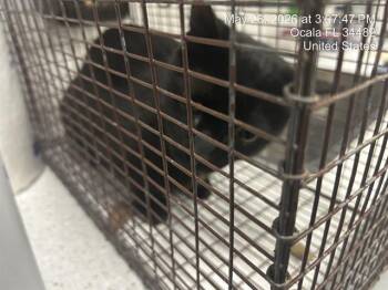 Domestic Short Hair Cats Available for Adoption in Ocala, Florida - NIGHT | PetCurious