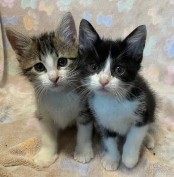 Dice -  Domestic Short Hair Cat for Adoption in Kansas City, Missouri - Dice | PetCurious