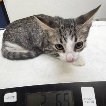 Cane -  Domestic Short Hair Cat for Adoption in Galveston, Texas - Cane | PetCurious