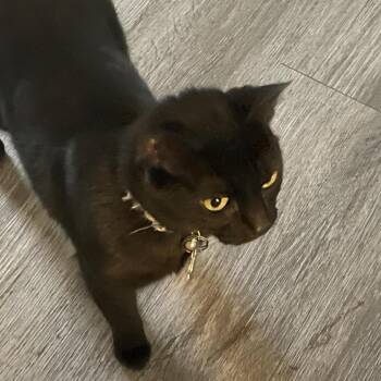 American Shorthair Cats Available for Adoption - Freya | PetCurious