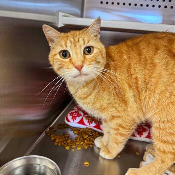 Domestic Short Hair Cats Available for Adoption in Hannibal, Missouri - Melvin | PetCurious
