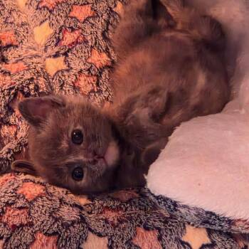 Domestic Short Hair Cats Available for Adoption in La Grange, Kentucky - Rosalina | PetCurious