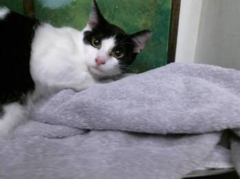 LUIS -  Domestic Short Hair Cat for Adoption in Houston, Texas - LUIS | PetCurious