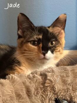 Rescue Domestic Short Hair Cats for Adoption in Frederick, Maryland - Jade | PetCurious