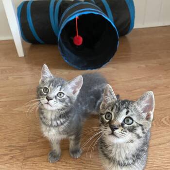 Abu - FFld Petco Brown -  Domestic Short Hair Cat for Adoption in Westport, Connecticut - Abu - FFld Petco Brown | PetCurious