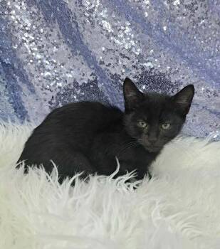 Rescue Domestic Short Hair Cats for Adoption in Clarkesville, Georgia - Dodger | PetCurious