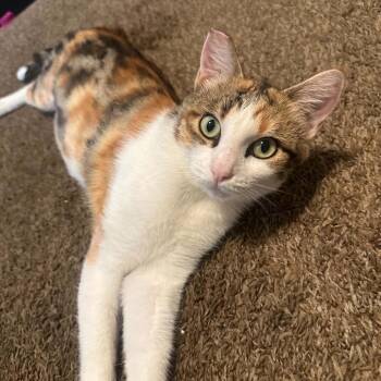 Cali -  Domestic Short Hair Cat for Adoption in Escondido, California - Cali | PetCurious